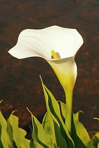 Zantedeschia aethiopica