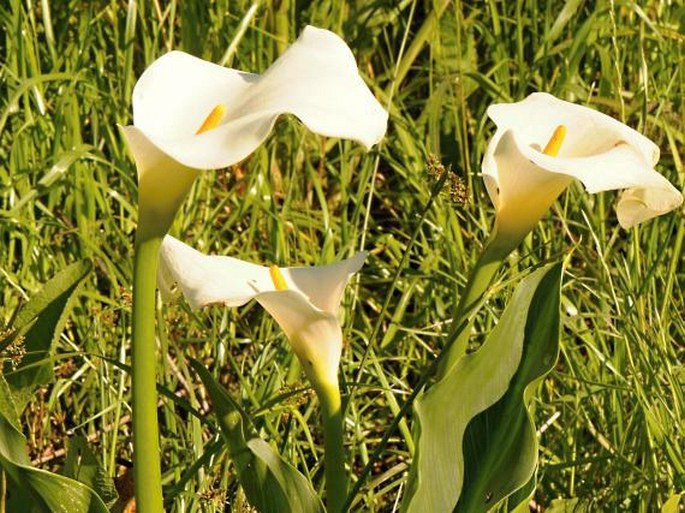 Zantedeschia aethiopica