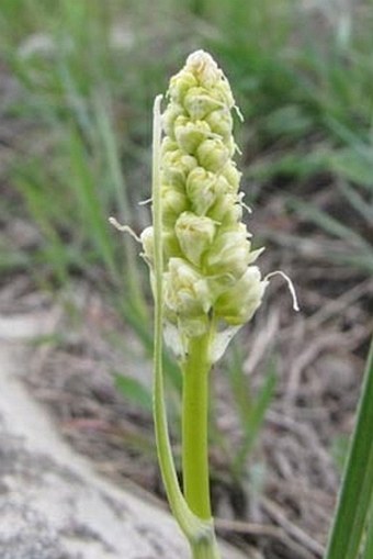 Zigadenus venenosus