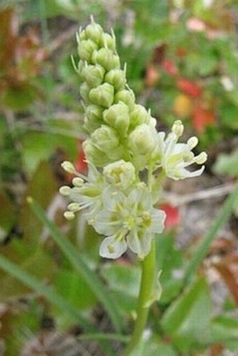 Zigadenus venenosus