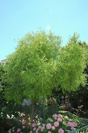 Ziziphus jujuba