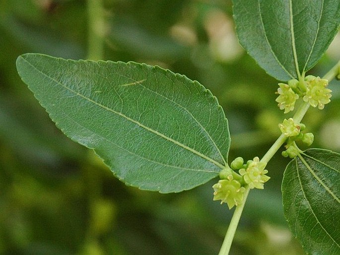 Ziziphus jujuba