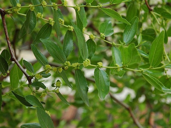 Ziziphus jujuba