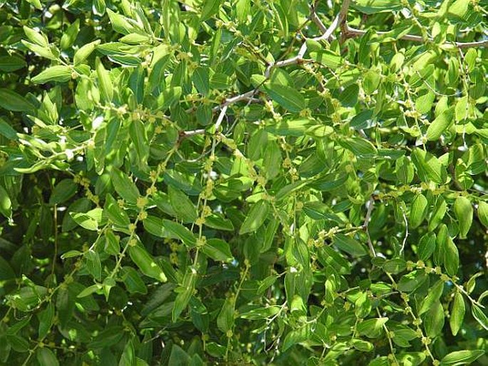 Ziziphus jujuba