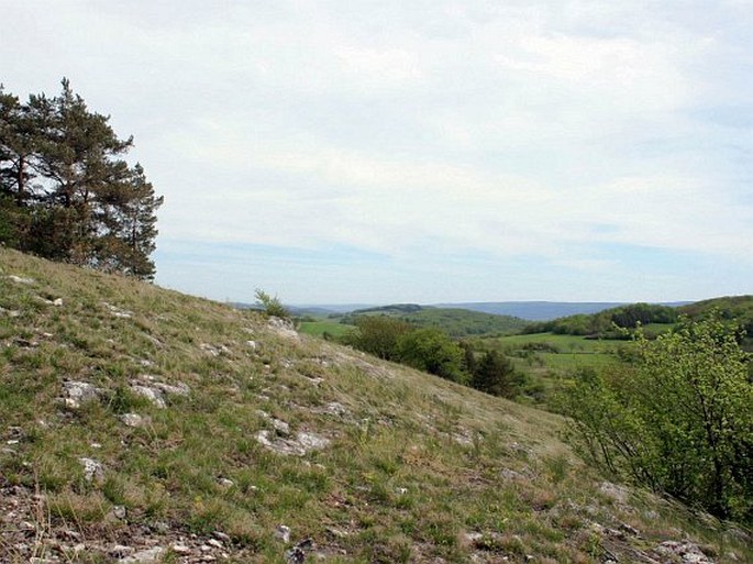 Český kras, Zlatý kůň - národní přírodní památka