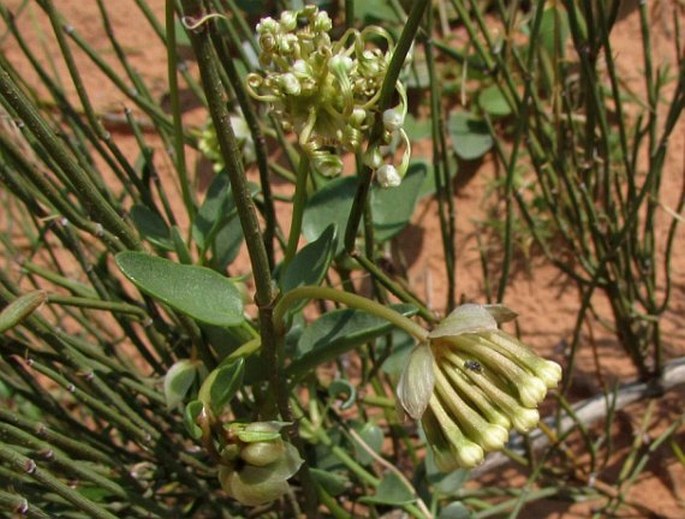 Abronia fragrans