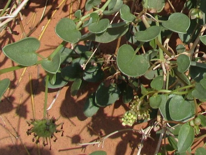 Abronia fragrans