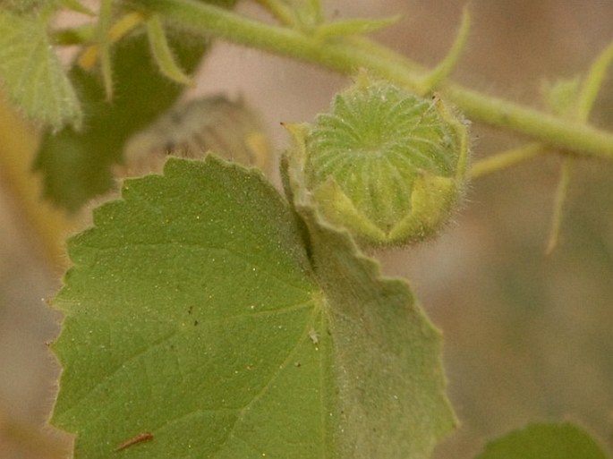 Abutilon pannosum