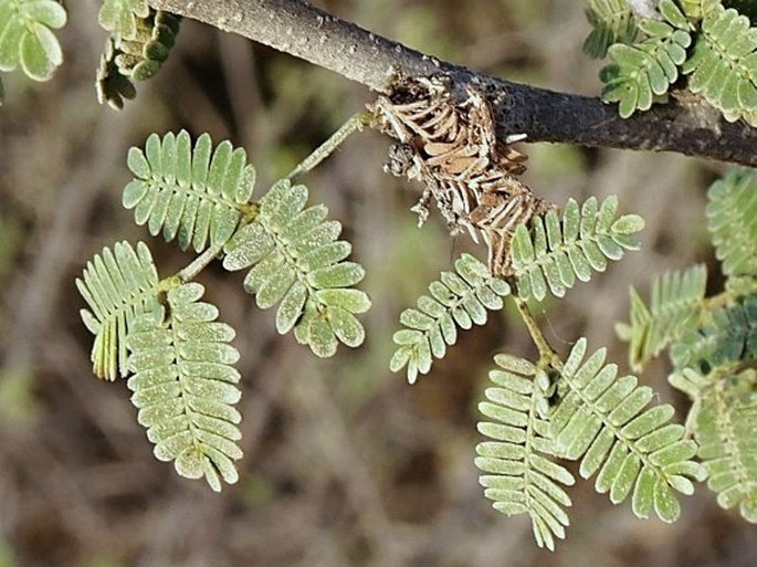 Acacia ehrenbergiana