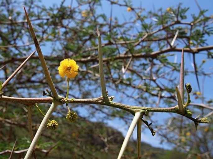 Acacia nilotica