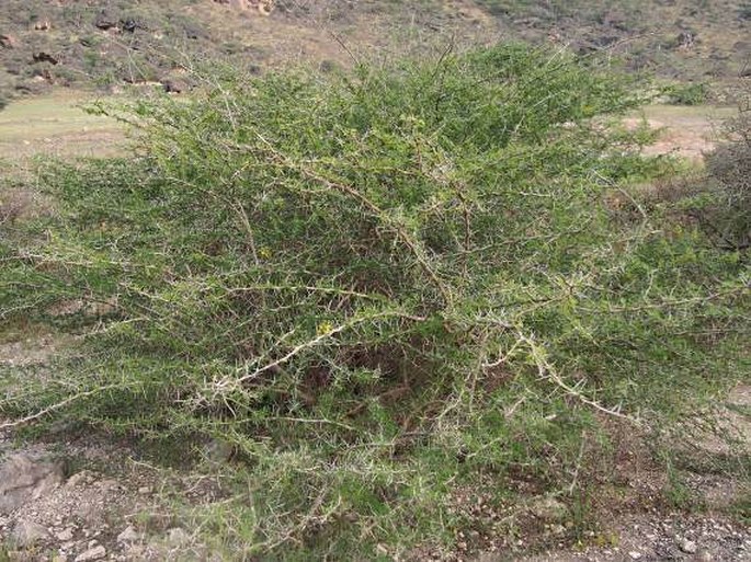 Acacia nilotica