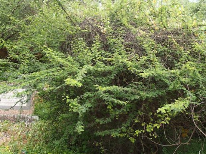 Acacia nilotica