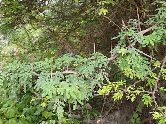 Acacia nilotica