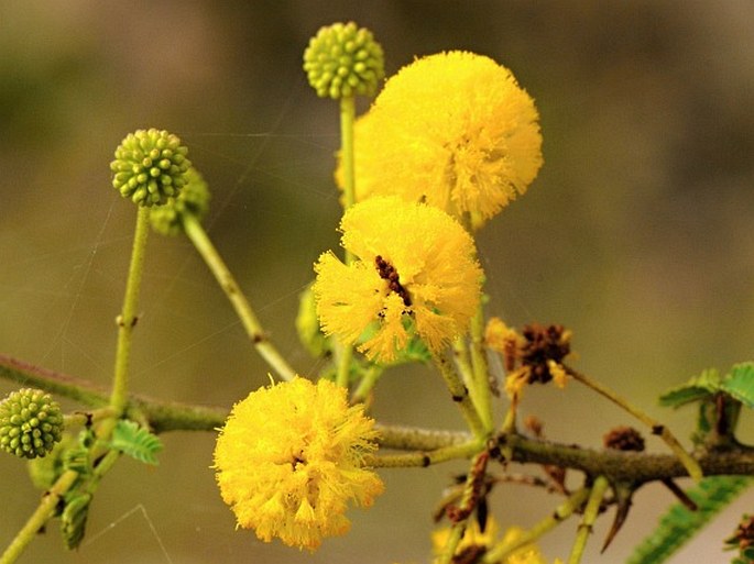 Acacia nilotica