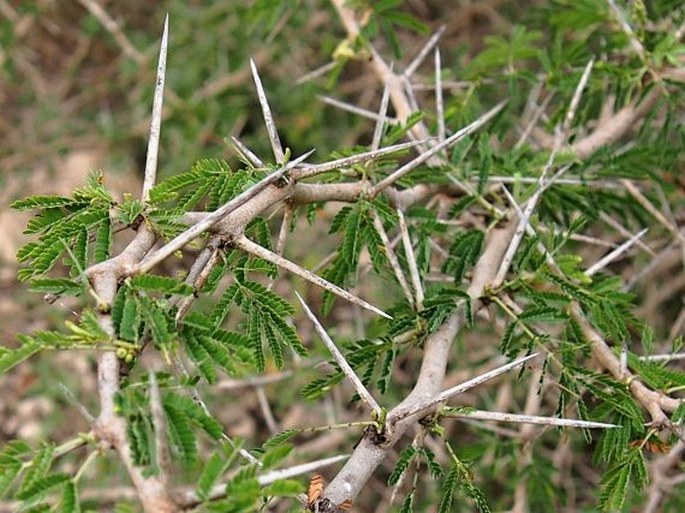 Acacia nilotica