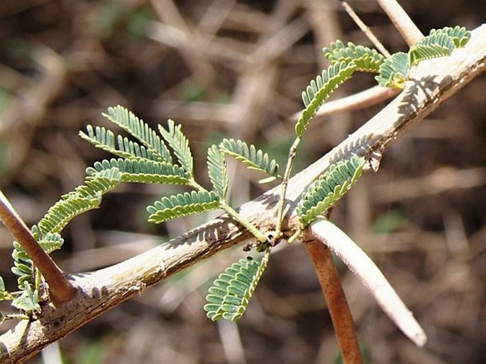 Acacia nilotica