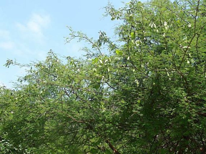 Acacia senegal