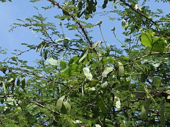 Acacia senegal