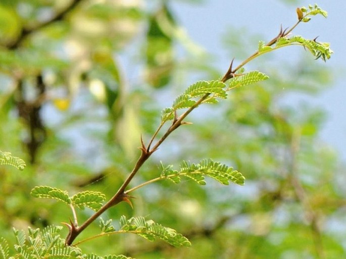 Acacia senegal