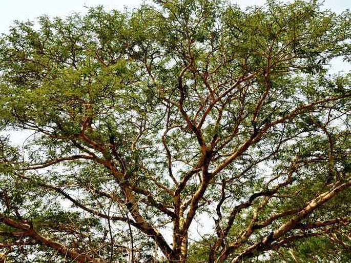 Acacia leucophloea