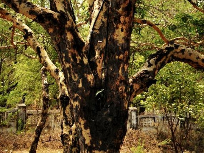 Acacia leucophloea
