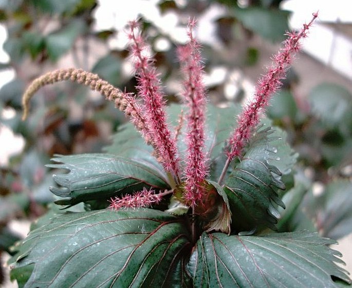 ACALYPHA WILKESIANA Müll. Arg. - palnice