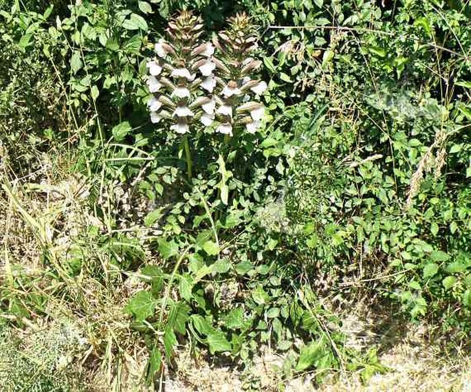 Acanthus hungaricus