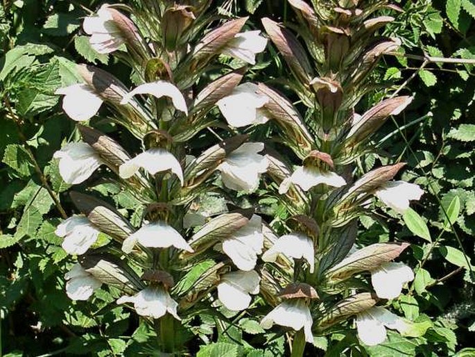 ACANTHUS HUNGARICUS (Borbás) Baen. – paznehtník