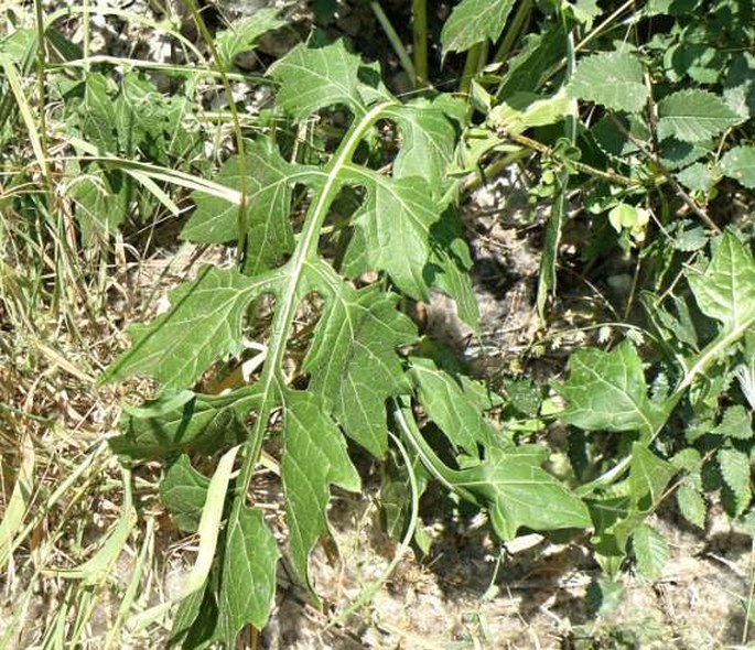 Acanthus hungaricus