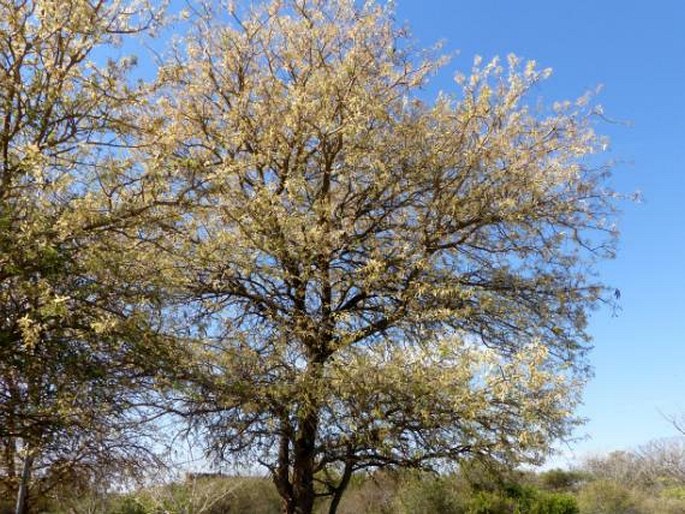 Acacia nigrescens