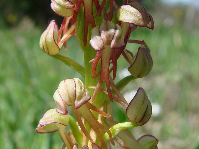 Orchis anthropophora