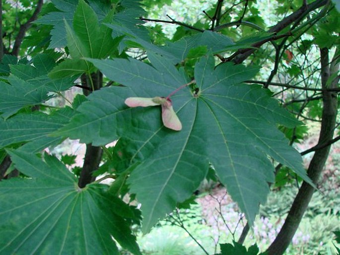 ACER JAPONICUM Thunb. – javor japonský