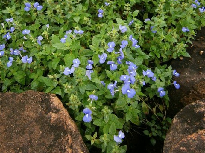 Achetaria azurea