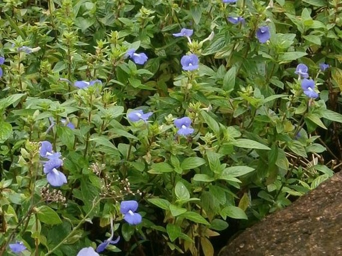 Achetaria azurea