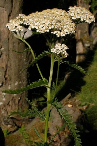 Achillea distans