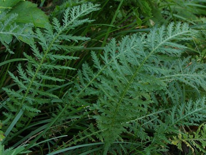 Achillea distans