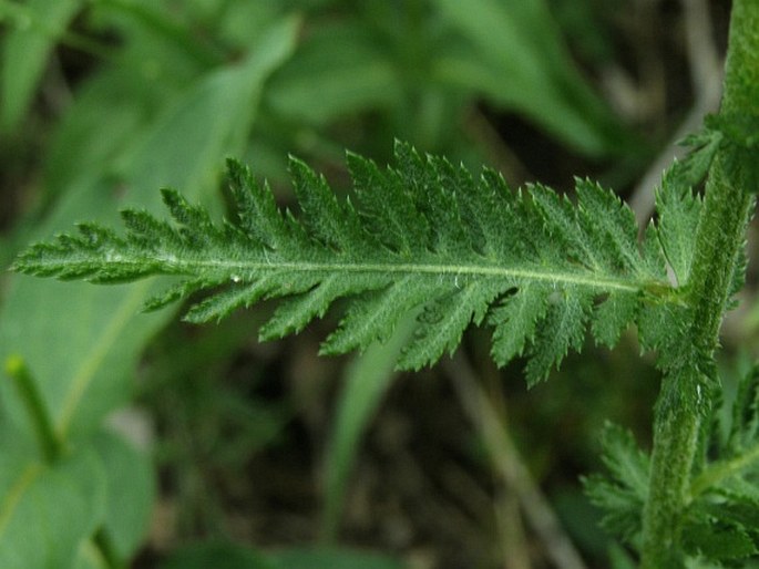 Achillea distans