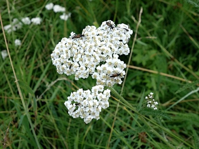 Achillea millefolium