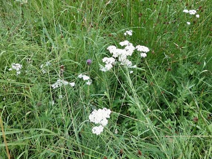 Achillea millefolium