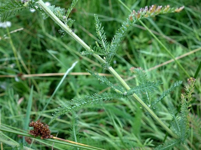 Achillea millefolium