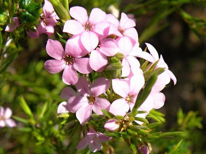 Acmadenia alternifolia