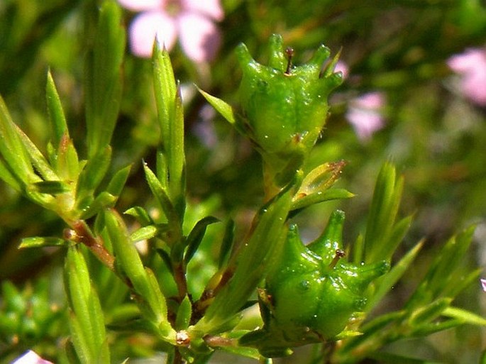 Acmadenia alternifolia