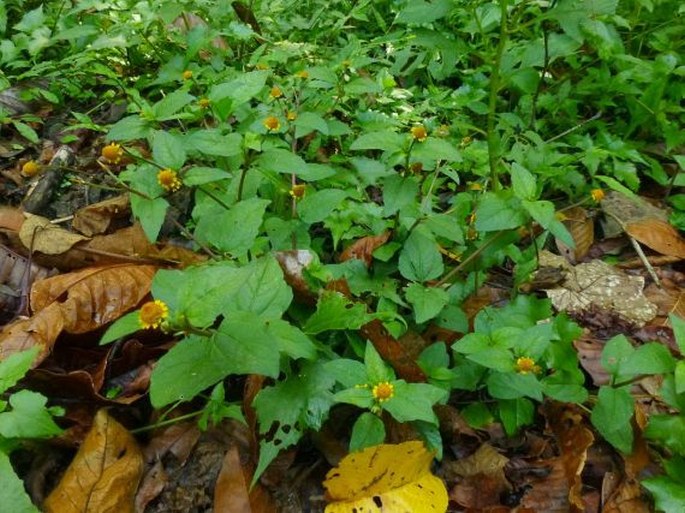 Acmella ciliata