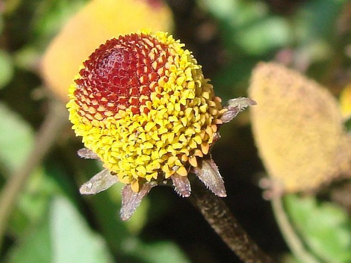 ACMELLA OLERACEA (L.) R. K. Jansen – plamatka zelná