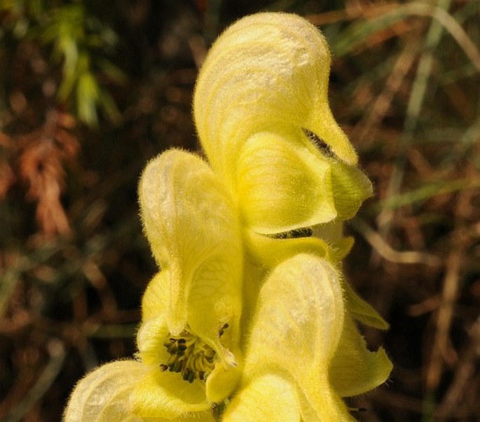 Aconitum anthora