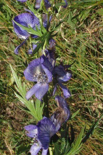 Aconitum nasutum