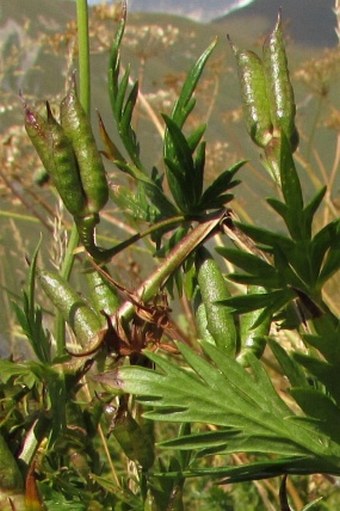 Aconitum nasutum