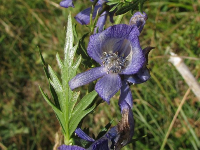 ACONITUM NASUTUM Fisch. ex Rchb. - oměj / prilbica