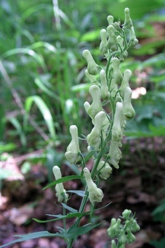 Aconitum lycoctonum subsp. vulparia