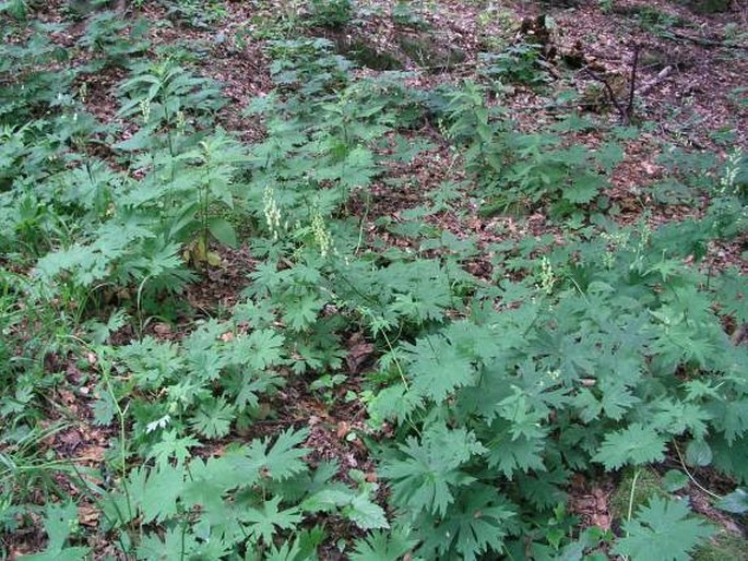 Aconitum lycoctonum subsp. vulparia